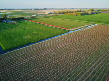 Aerial drone view of blooming tulip fields in Zuid-Holland, the Netherlands