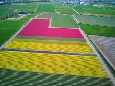 Aerial drone view of blooming tulip fields in Zuid-Holland, the Netherlands