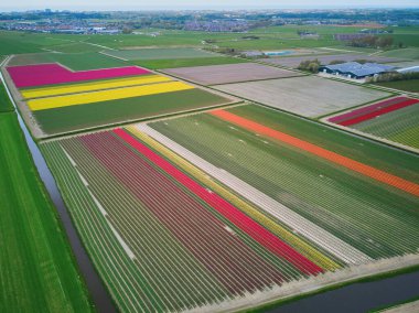 Aerial drone view of blooming tulip fields in Zuid-Holland, the Netherlands