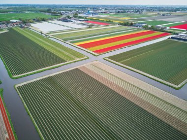 Aerial drone view of blooming tulip fields in Zuid-Holland, the Netherlands