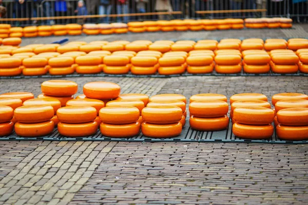 荷兰阿尔卡马尔著名的荷兰奶酪市场上有许多奶酪 — 图库照片