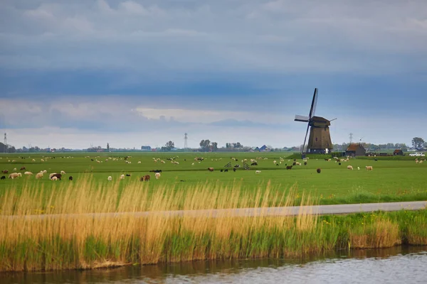 放牧羊や牛とフィールド上の伝統的なオランダの風車 オランダの田舎の典型的な風景 — ストック写真