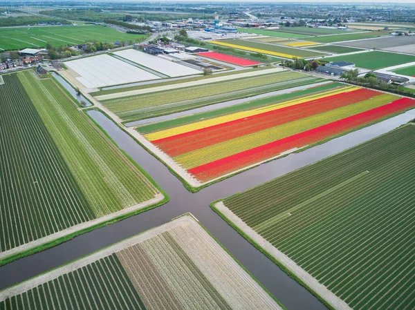 Вид Повітря Квітучі Поля Тюльпанів Зуйд Голландії Нідерланди — стокове фото