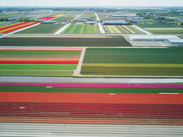 Aerial Drone View Blooming Tulip Fields Zuid Holland Netherlands — Fotografia de Stock
