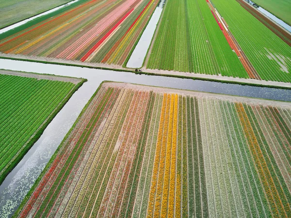 Aerial Drone View Blooming Tulip Fields Zuid Holland Netherlands — Stock Fotó