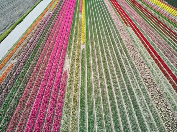 Aerial Drone View Blooming Tulip Fields Zuid Holland Netherlands — Stockfoto