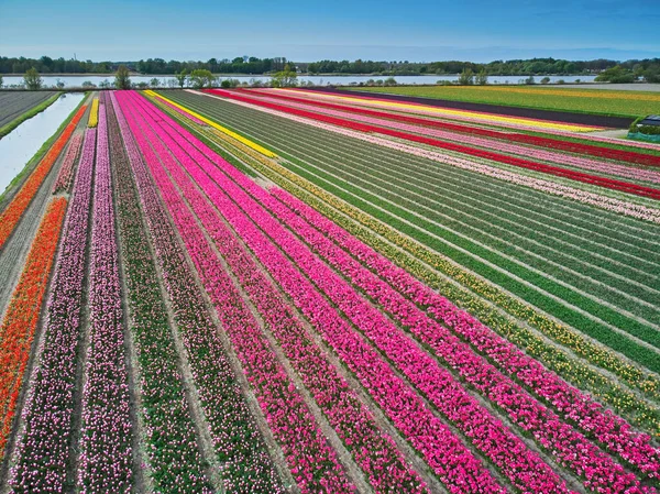 Aerial Drone View Blooming Tulip Fields Zuid Holland Netherlands — стоковое фото