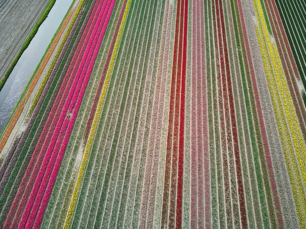 Aerial Drone View Blooming Tulip Fields Zuid Holland Netherlands — Foto de Stock