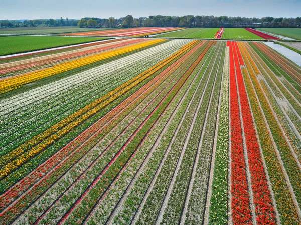 Aerial Drone View Blooming Tulip Fields Zuid Holland Netherlands — Stock fotografie