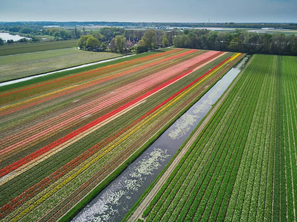Aerial Drone View Blooming Tulip Fields Zuid Holland Netherlands — Fotografia de Stock