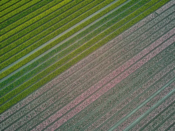 Aerial Drone View Blooming Tulip Fields Zuid Holland Netherlands —  Fotos de Stock