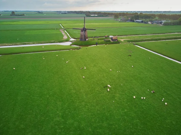Tarlada Otlayan Koyunlar Ineklerle Geleneksel Hollanda Yel Değirmeninin Insansız Hava — Stok fotoğraf
