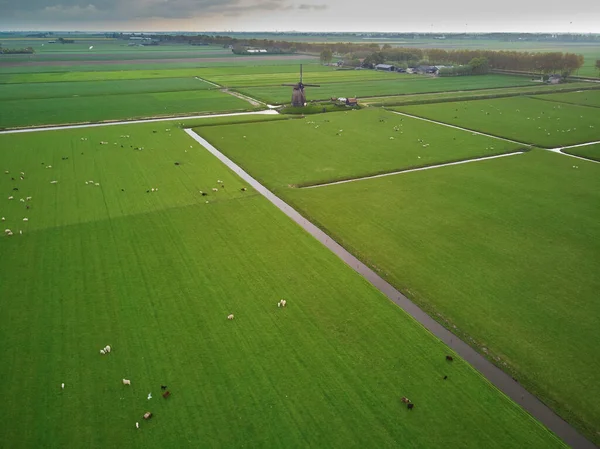 Aerial Drone View Traditional Dutch Windmill Field Grazing Sheep Cows — Stock Photo, Image