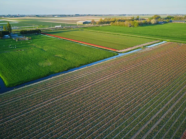 Aerial Drone View Blooming Tulip Fields Zuid Holland Netherlands — Stockfoto