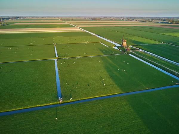 Letecký Pohled Tradiční Holandský Větrný Mlýn Poli Pasoucími Ovcemi Krávami — Stock fotografie