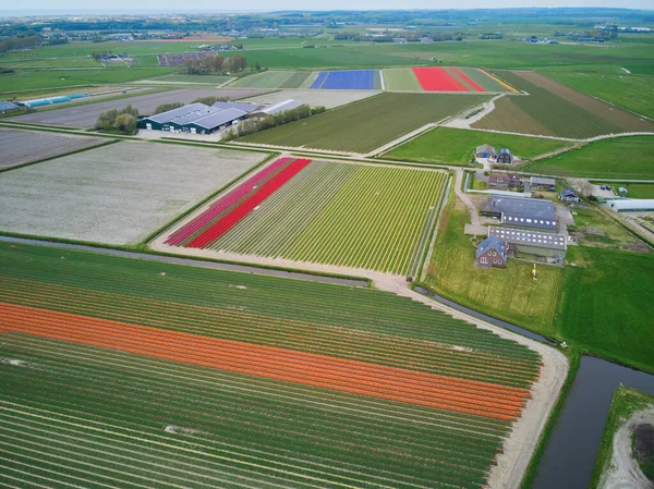 Aerial Drone View Blooming Tulip Fields Zuid Holland Netherlands — 스톡 사진