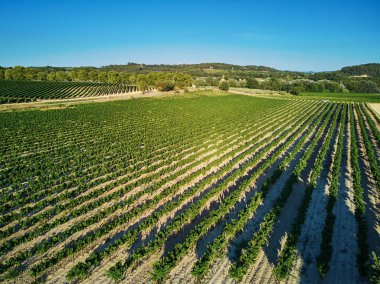 Provence, Güney Fransa 'da selvi ağaçları, zeytin ağaçları ve üzüm bağlarıyla hava manzaralı Akdeniz manzarası