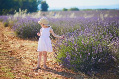 Beyaz elbiseli ve hasır şapkalı 4 yaşındaki sevimli kız Valensole, Provence, Fransa yakınlarındaki lavanta sıralarında yürüyor.