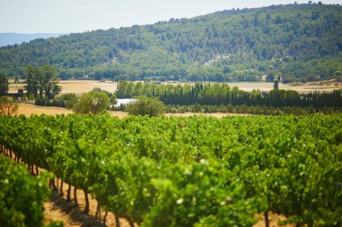 Provence, Güney Fransa 'da selvi ağaçları, zeytin ağaçları ve üzüm bağlarıyla hava manzaralı Akdeniz manzarası