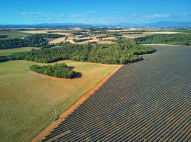 Aerial scenic Mediterranean landscape with lavender fields in Provence, Southern France