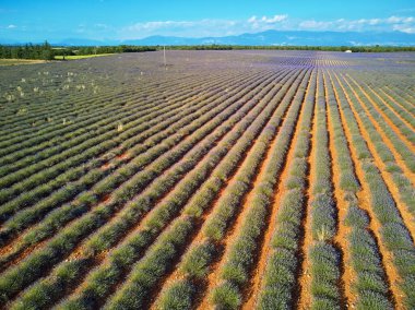 Aerial scenic Mediterranean landscape with lavender fields in Provence, Southern France