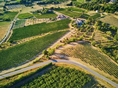 Aerial scenic Mediterranean landscape with cypresses, olive trees and vineyards in Provence, Southern France