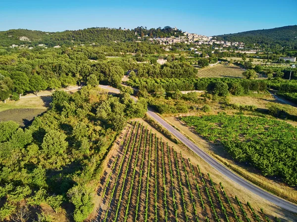 Aerial Scenic Mediterranean Landscape Cypresses Olive Trees Vineyards Provence Southern — Foto Stock