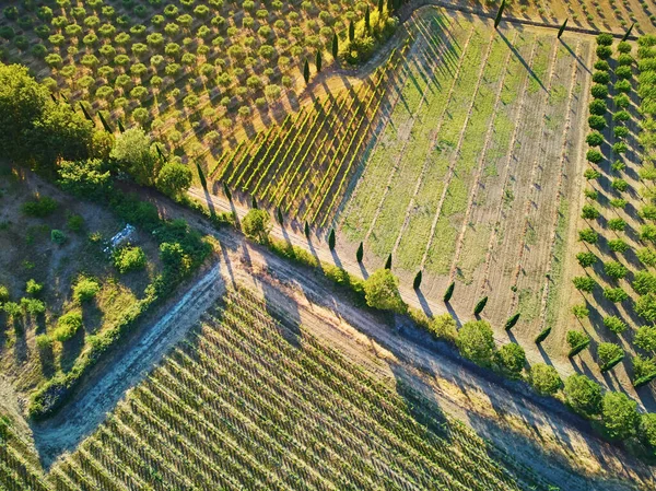 Aerial Scenic Mediterranean Landscape Cypresses Olive Trees Vineyards Provence Southern — Φωτογραφία Αρχείου