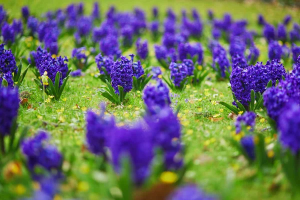 Many Beautiful Purple Hyacinths Green Grass Park Paris France Nice — Stock Photo, Image