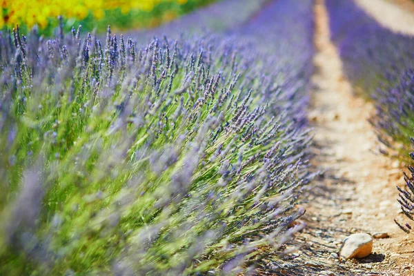 Closeup Lavender Flowers Field Middle July Valensole Provence France — Fotografia de Stock
