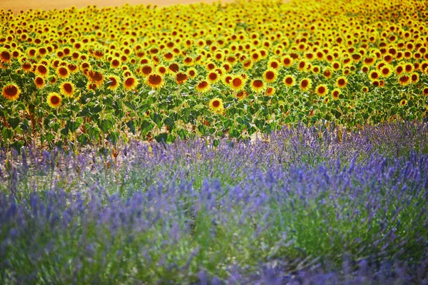 Lavender Sunflower Fields Middle July Valensole Provence France — Fotografia de Stock