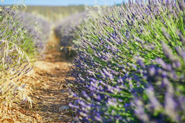 Closeup Lavender Flowers Field Middle July Valensole Provence France — Stock Photo, Image