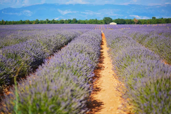 Beautiful Blooming Lavender Field Valensole Plateau Provence France — Stock Photo, Image
