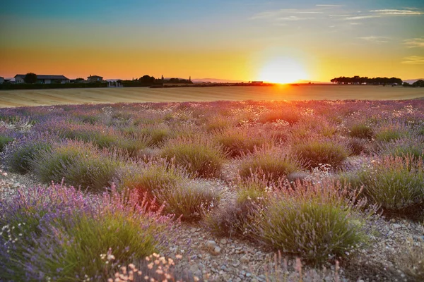 Scenic View Lavender Field Sunset Middle July Valensole Provence France — Fotografia de Stock