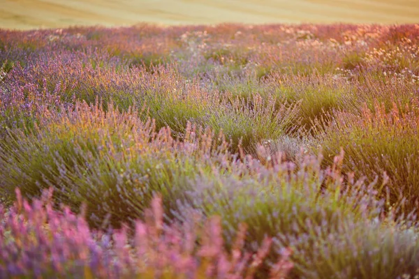 Scenic View Lavender Field Sunset Middle July Valensole Provence France — Fotografia de Stock