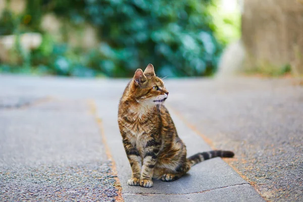 Zbloudilá Kočka Ulici Lourmarin Tradiční Francouzská Vesnice Provence Francie — Stock fotografie