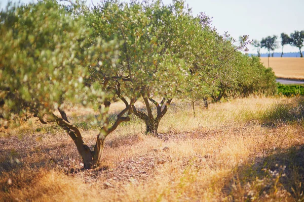 Azeitonas Meados Julho Provença Sul França — Fotografia de Stock
