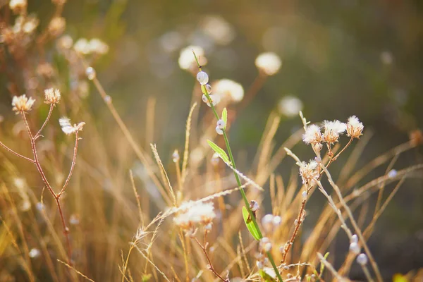 南フランスのプロヴァンスで暑い夏の日の牧草地で乾いた草 — ストック写真