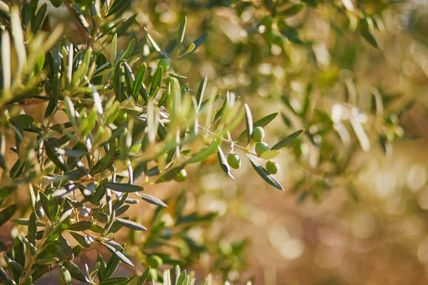 Olive Trees Middle July Provence Southern France — Stock Photo, Image