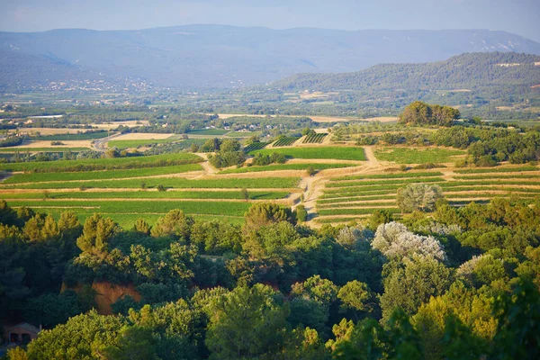 Aerial Scenic Mediterranean Landscape Cypresses Olive Trees Vineyards Provence Southern — Stok fotoğraf