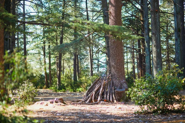 Belle Forêt Cèdres Foret Des Cedres Avec Superbes Sentiers Randonnée — Photo