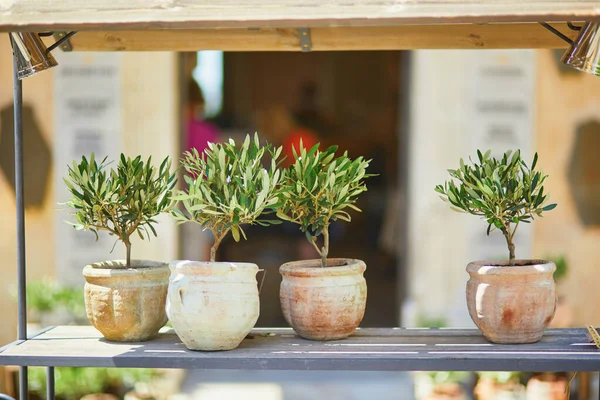 Small Olive Trees Clay Pots Street Market Gordes Provence Southern — ストック写真