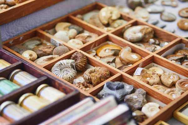 Selectie Van Prehistorische Mineralen Fossielen Een Traditionele Franse Markt Het — Stockfoto