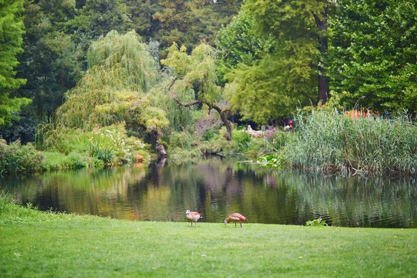 Couple Geese Vondelpark Amsterdam Netherlands — Stock Photo, Image