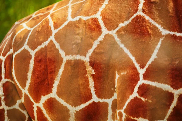 Closeup Giraffe Hide Animals Zoo Safari Park — Fotografia de Stock