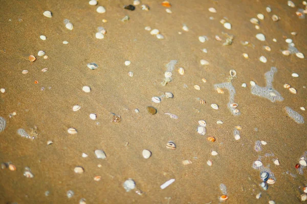 Песчаный Пляж Нордвике Голландия Нидерланды — стоковое фото