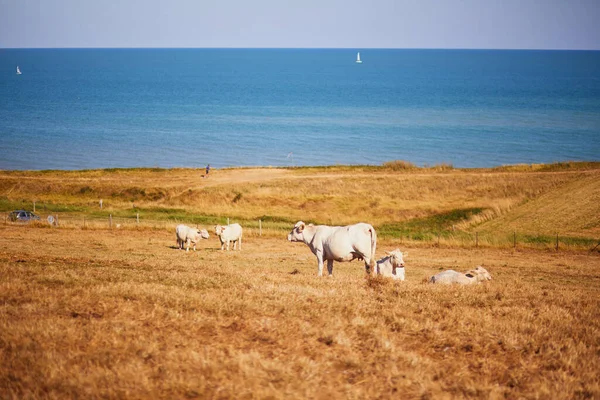Fransa Nın Normandiya Kırsalında Atlantik Kıyısında Yeşil Bir Çayırda Otlayan — Stok fotoğraf