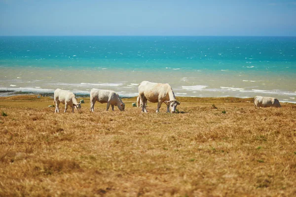 フランスのノルマンディー地方の大西洋岸近くの緑の牧草地での白い牛の放牧 — ストック写真