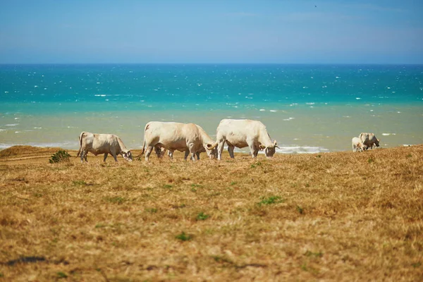 法国诺曼底农村 一头白奶牛正在大西洋海岸附近的一个绿色牧场上吃草 — 图库照片
