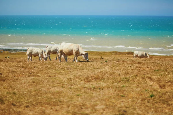 フランスのノルマンディー地方の大西洋岸近くの緑の牧草地での白い牛の放牧 — ストック写真